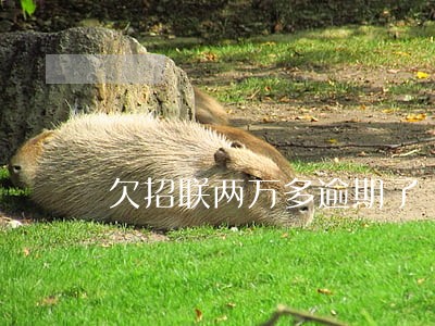 欠招联两万多逾期了 欠招联两万多逾期了