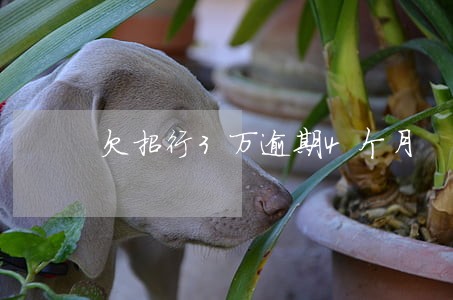 欠招行3万逾期4个月 欠招行3万逾期4个月