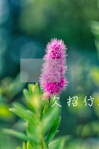 欠招行5万逾期会坐牢吗 欠招行5万逾期会坐牢吗