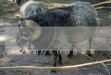 欠招行6000逾期 欠招行6000逾期