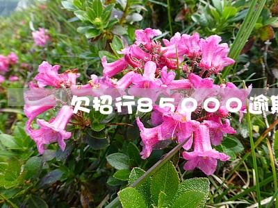 欠招行85000逾期两年 欠招行85000逾期两年