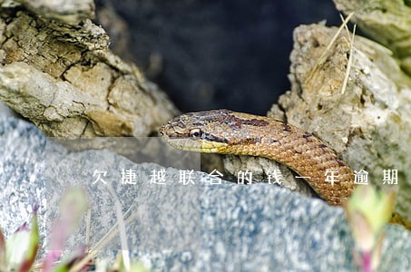 欠捷越联合的钱一年逾期未还 欠捷越联合的钱一年逾期未还