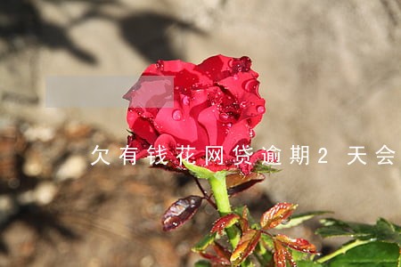 欠有钱花网贷逾期2天会怎样 欠有钱花网贷逾期2天会怎样