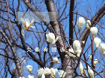 欠条有效诉讼期 欠条有效诉讼期