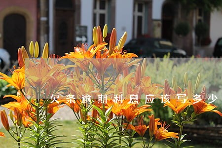 欠条逾期利息应该写多少 欠条逾期利息应该写多少