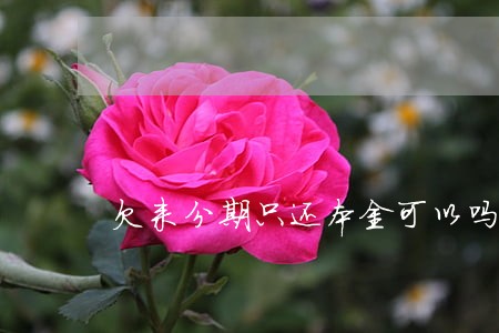 欠来分期只还本金可以吗 欠来分期只还本金可以吗