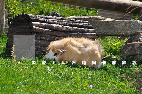 欠款14万信用卡逾期怎么办呢 欠款14万信用卡逾期怎么办呢