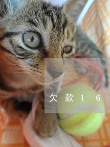 欠款1600元逾期逃避会拘留么 欠款1600元逾期逃避会拘留么