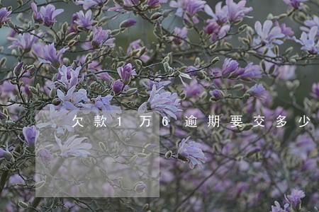 欠款1万6逾期要交多少违约金 欠款1万6逾期要交多少违约金