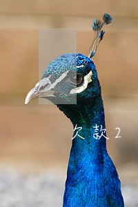 欠款2万逾期一年招商 欠款2万逾期一年招商
