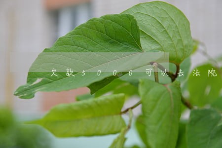 欠款5000可以去法院起诉吗 欠款5000可以去法院起诉吗