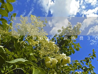欠款600逾期费300 欠款600逾期费300