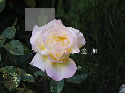 欠款6万多逾期 欠款6万多逾期