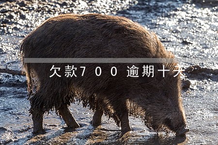 欠款700逾期十天 欠款700逾期十天