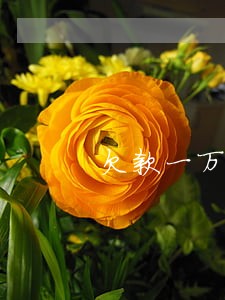 欠款一万没有逾期过会上征信吗 欠款一万没有逾期过会上征信吗