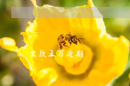 欠款五万逾期 欠款五万逾期