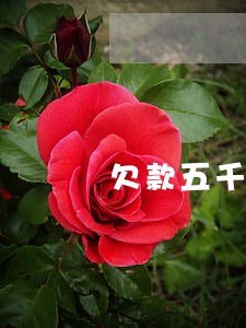 欠款五千逾期半年 欠款五千逾期半年