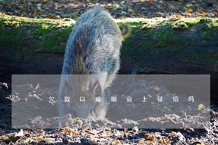 欠款以逾期会上征信吗 欠款以逾期会上征信吗