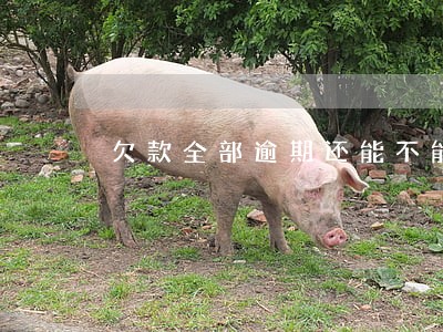 欠款全部逾期还能不能借款 欠款全部逾期还能不能借款