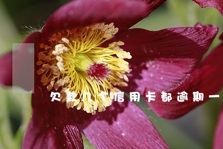 欠款几个信用卡都逾期一年 欠款几个信用卡都逾期一年