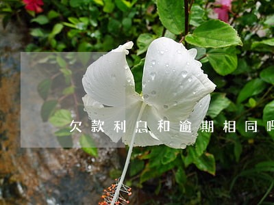 欠款利息和逾期相同吗 欠款利息和逾期相同吗