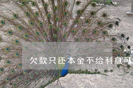 欠款只还本金不给利息可以吗 欠款只还本金不给利息可以吗