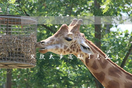 欠款太多逾期了怎么办 欠款太多逾期了怎么办