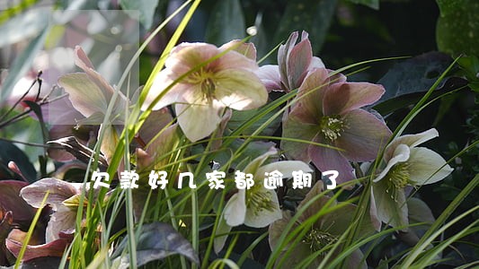 欠款好几家都逾期了 欠款好几家都逾期了