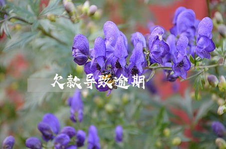 欠款导致逾期 欠款导致逾期