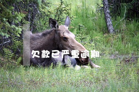 欠款已严重逾期 欠款已严重逾期