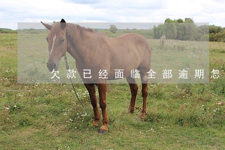 欠款已经面临全部逾期怎么办 欠款已经面临全部逾期怎么办