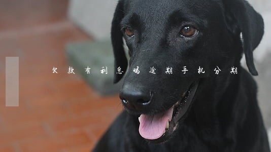 欠款有利息吗逾期手机分期 欠款有利息吗逾期手机分期