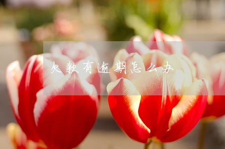 欠款有逾期怎么办 欠款有逾期怎么办