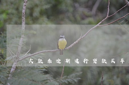 欠款未逾期建行贷款买车流程 欠款未逾期建行贷款买车流程