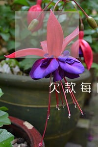 欠款每日逾期违约金 欠款每日逾期违约金