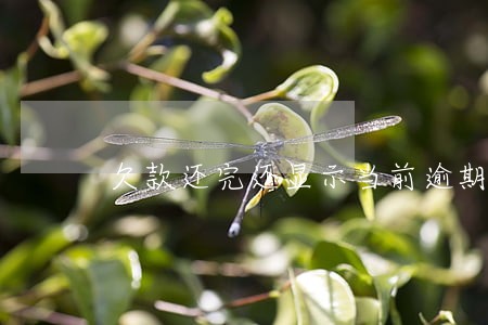 欠款还完还显示当前逾期 欠款还完还显示当前逾期