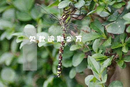 欠款逾期2万 欠款逾期2万