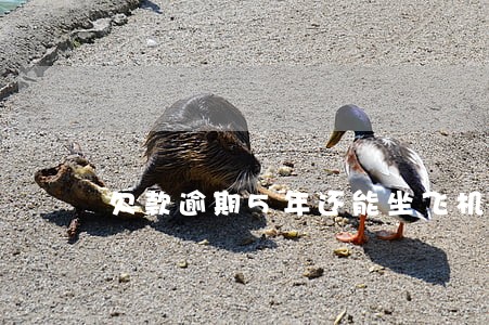 欠款逾期5年还能坐飞机坐高铁吗 欠款逾期5年还能坐飞机坐高铁吗