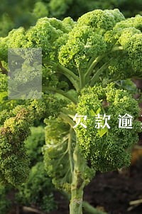 欠款逾期一年才会被催款吗 欠款逾期一年才会被催款吗