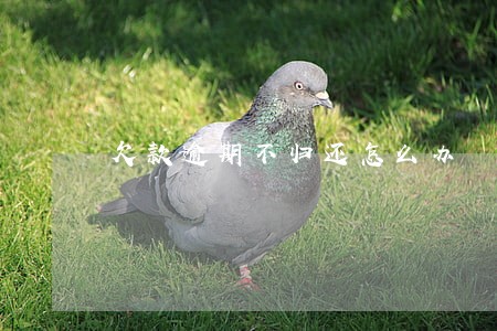 欠款逾期不归还怎么办 欠款逾期不归还怎么办