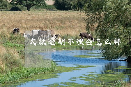 欠款逾期不理会怎么样 欠款逾期不理会怎么样