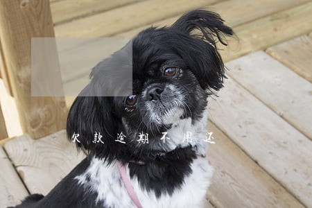 欠款逾期不用还 欠款逾期不用还