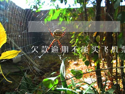 欠款逾期不能买飞机票嘛 欠款逾期不能买飞机票嘛