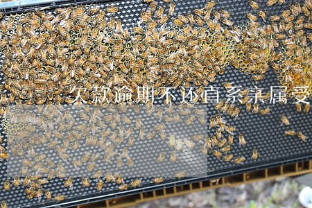 欠款逾期不还直系亲属受牵连吗 欠款逾期不还直系亲属受牵连吗