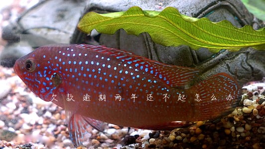 欠款逾期两年还不起怎么办 欠款逾期两年还不起怎么办
