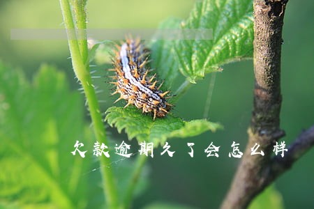 欠款逾期久了会怎么样 欠款逾期久了会怎么样