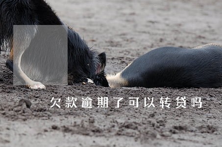 欠款逾期了可以转贷吗 欠款逾期了可以转贷吗