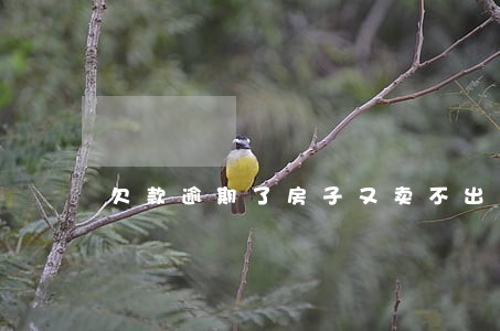 欠款逾期了房子又卖不出去 欠款逾期了房子又卖不出去