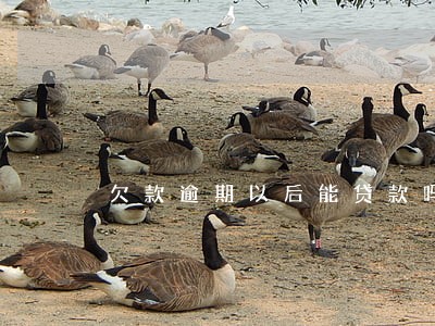 欠款逾期以后能贷款吗 欠款逾期以后能贷款吗
