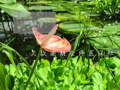 欠款逾期会停医保社保会停吗 欠款逾期会停医保社保会停吗